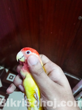 Love bird for sell